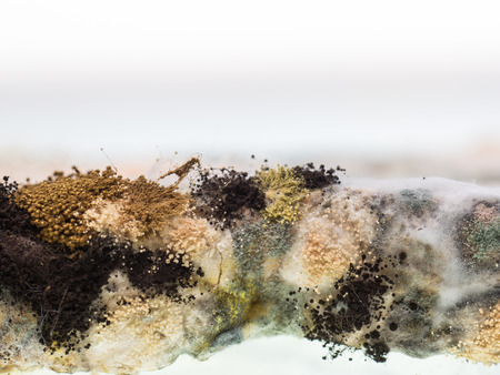 Fungus and mold grow well on sliced breadの写真素材