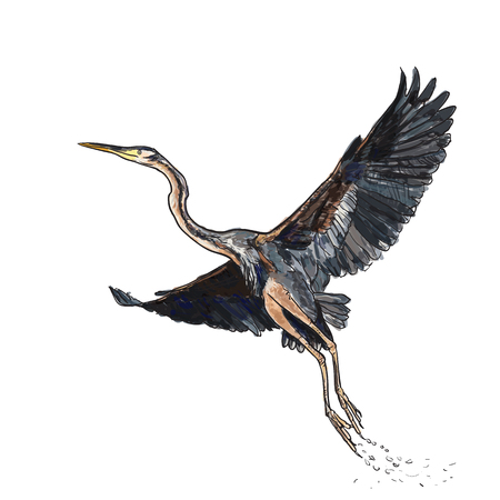 Drawing and coloring of flying Purple heron bird on white background,vector illustrationのイラスト素材