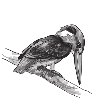 Drawing of common kingfisher bird hold on twig,vector illustrationのイラスト素材