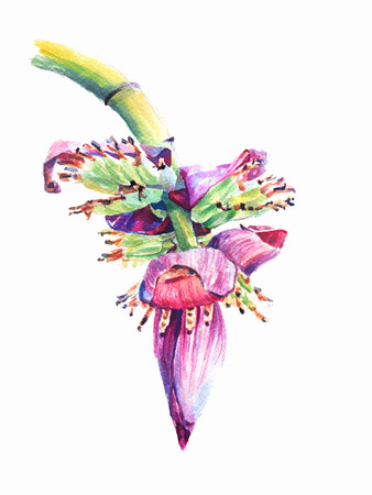 Watercolor of blossom of the banana tree isolated on white,vector illustrationのイラスト素材