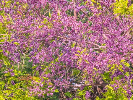 Millettia brandisiana Kurz Flower, Purple flower blooming in the summerの写真素材