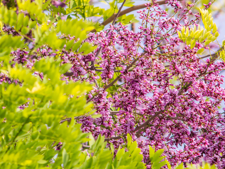 Millettia brandisiana Kurz Flower, Purple flower blooming in the summerの写真素材