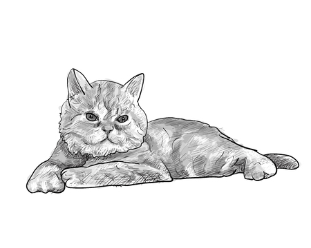 Adorable lying persian cat isolated on white background,vector illustrationのイラスト素材