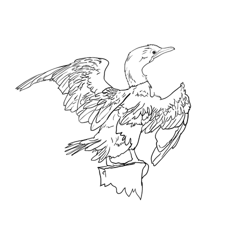 Drawing of Little cormorant bird hold on twig,vector illustrationのイラスト素材