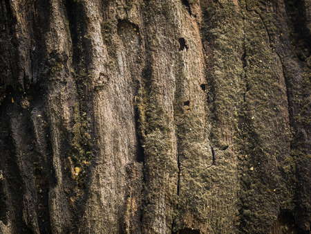 Closeup texture and background of old  log use as background