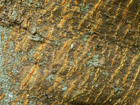 Closeup bark of Terminalia ivorensis Chev.tree for use as backgroundの写真素材