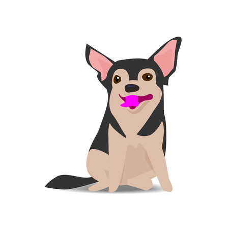 Adorable chihuahua dog on sitting pose with shadow on white background, vector illustrationのイラスト素材