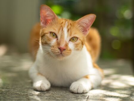 Closeup adorable ginger cat lying on floor with green bokeh background.の写真素材
