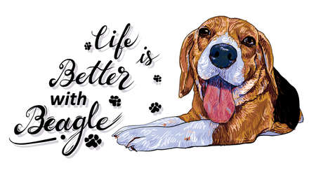Life is better with a beagle. Dog with text on white background. vector ilustration.のイラスト素材