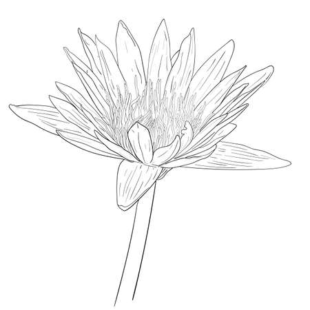 Drawing of blosom lotus flower, vector illustration.のイラスト素材
