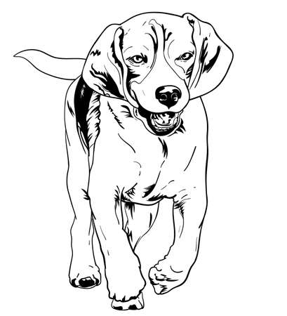 Drawing of running beagle, vector illustration.のイラスト素材