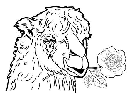 Drawing of alpaca portrait with rose, concept for love, vector illustration.のイラスト素材
