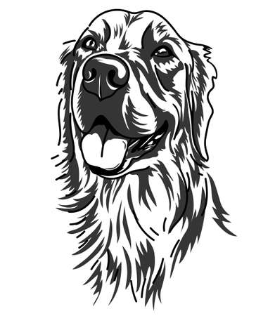 Drawing line art of labrador retriever dog isolated on white, vector illustration.のイラスト素材