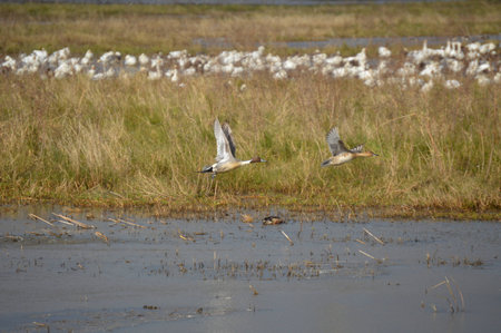 Ducks in Flightの写真素材