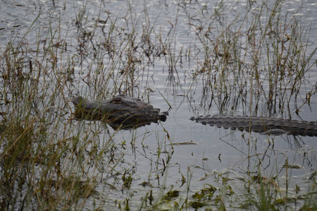 Gator waitingの写真素材