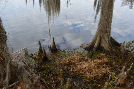 Louisiana swampの写真素材