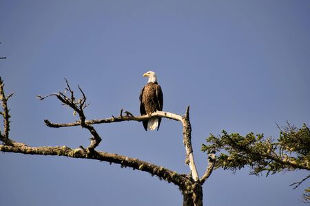 A wild parent Bald Eagle watching over the sea and the photographer. Found on Vancouver Islands,...