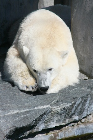 Detail view of a large polar bear  