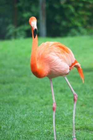 a beautiful red flamingo (Phoenicopterus ruber) on a green meadow の写真素材