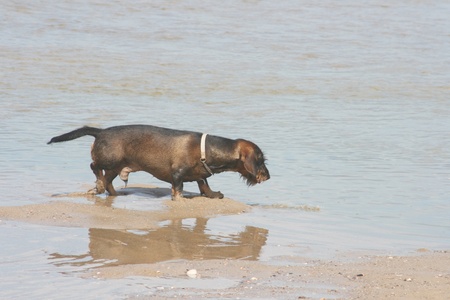 a dachshund playing on the sandy beach の写真素材