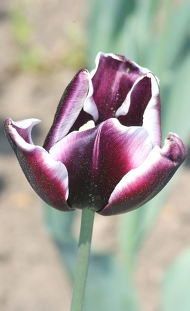 Close up of a purple flowering tulip の写真素材