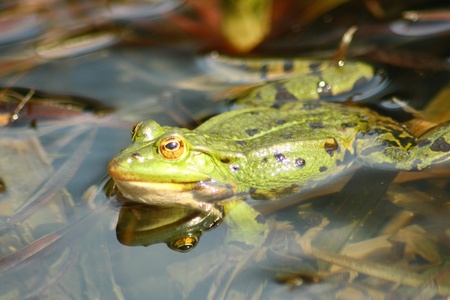 Detail view of a large green water frog      の写真素材