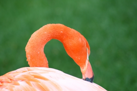 A detailed view of a flamingo  Phoenicopterus ruber  の写真素材
