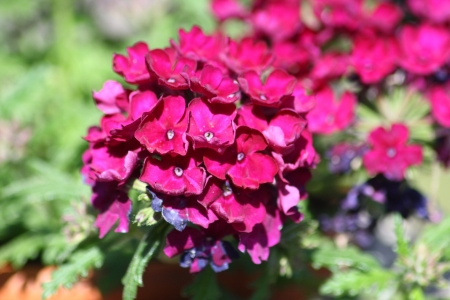 A red flowering Phlox  Phlox  