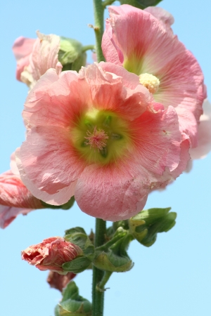 Stockrose rosa    hollyhocke pink  (Alcea rosea)の写真素材