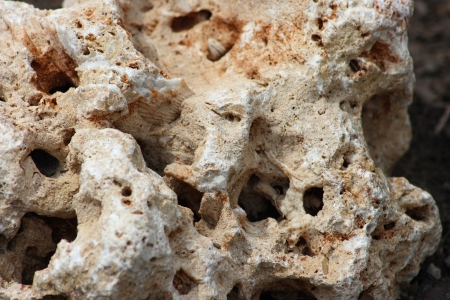 Close-up of a brown, porous, perforated stone の写真素材