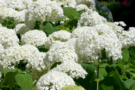 Hydrangea, Hydrangea macrophylla ,  Hydrangea arborescens Annabell , hydrangea, bloom, flower, hydrangea bloom, plant, blooming, snowball, white,の写真素材