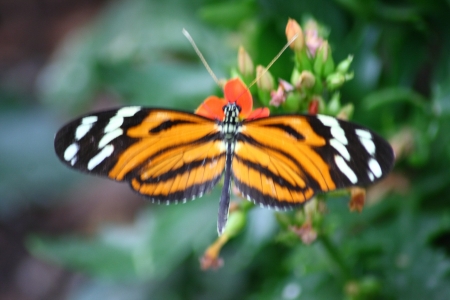 A beautiful colorful Butterfly
