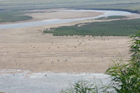 Nature Reserve  Het Zwin  bordering Belgium Netherlands