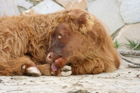 Seen a Scottish Highland Cattle lying on the sideの写真素材