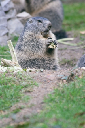 The groundhog  Marmota , a rodent living in the Alpsの写真素材
