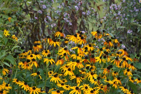 close up of a yellow flower blooming cone-flower  echinacea  の写真素材
