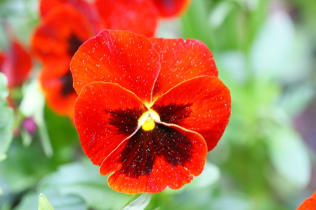 a close-up of a red pansy の写真素材