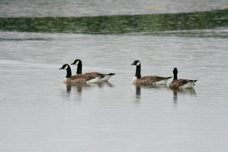 SeverSeveral Canada geese (Branta canadensis) swimming at a seaの写真素材
