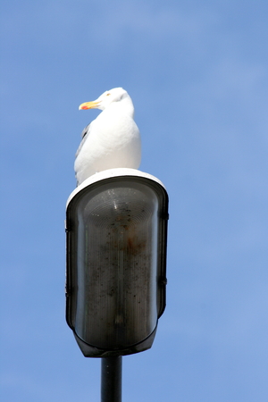 Herring Gull sitting on a lamp with blue sky in the backgroundの写真素材