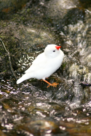 Kanarienvogel  Canary  (Serinus canaria forma domestica)の写真素材