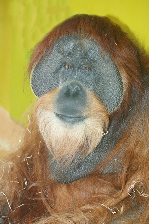 The orangutans Pongo are a primate species from the family of great apesの写真素材