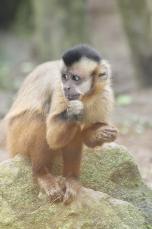 TheTufted capuchin monkey or corn Sapajus Apella is a primate of the genus capuchinsの写真素材