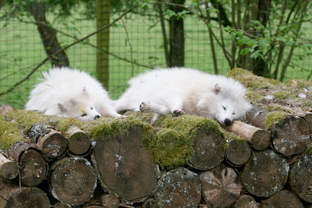 Two arctic fox Vulpes lagopus sleeping on a pile of woodの写真素材