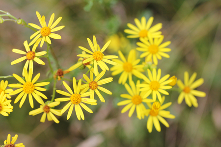 The Ragwort (Senecio jacobaea) belongs to the genus of Senecio	Das Jakobs-Greiskraut (Senecio jacobaea) gehÃ¶rt zur Pflanzengattung der GreiskrÃ¤uterの写真素材