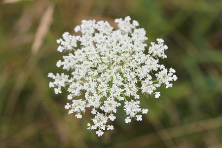 Caraway (Carum carvi) is a plant in the carrot family	Echter KÃ¼mmel (Carum carvi) ist eine...
