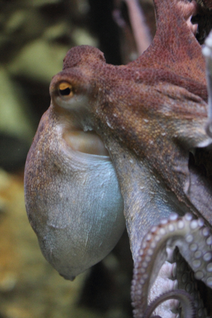 Detail view of a octopus Octopodaの写真素材
