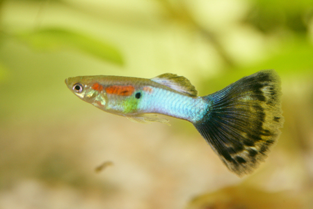 A male guppy Poecilia reticulata, a popular freshwater aquarium fishの写真素材