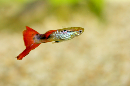A male guppy Poecilia reticulata, a popular freshwater aquarium fishの写真素材