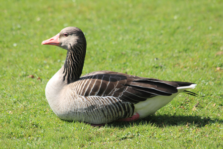 The Greylag Goose Anser anser is a species of the genus Anser geese fieldの写真素材