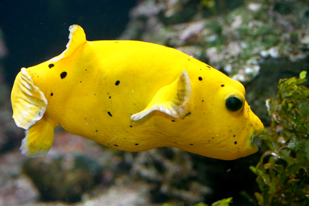 Yellow boxfish, (Ostracion cubicus) a young, yellow with black dotsの写真素材